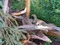 Our Ringneck Pheasants