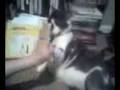 Buster Hi Fives
