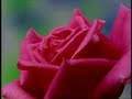 OSHO THE FLOWER