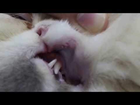 how to treat squamous cell carcinoma in cats