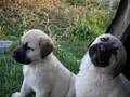 Turkish Shepherd Dogs-Türk Çoban Köpekleri(Kangal,Akbash)