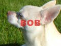 dogs of war