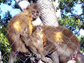 Monkey Blow Job Monkey Blow Job