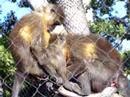 Monkey-Blow-Job
