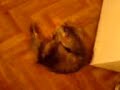 Kitty thermometer chillout