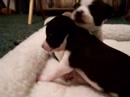 Bomar Puppies 1 Month Old Bomar Puppies 1 Month Old