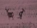 September 07 Deer Scouting
