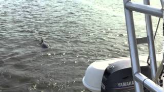 Dolphins At Play Following Moonraker, March 2016