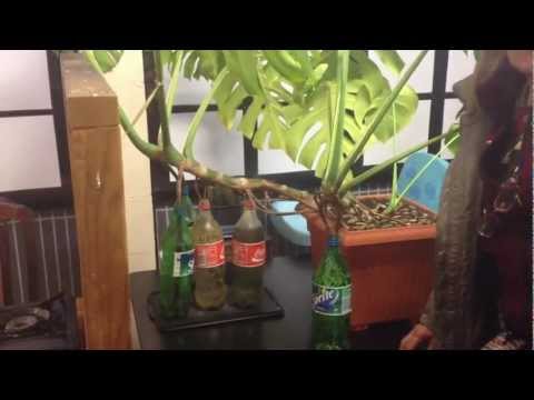 how to replant monstera