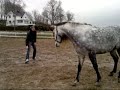 PRE Horse Lozano Rearing And Playing