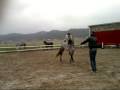 videos de PRE Horse Lozano Rearing And Playing