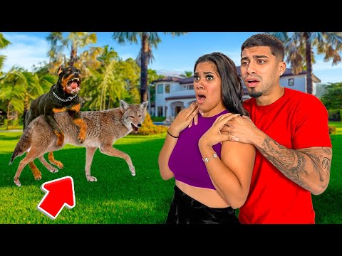 Our Dogs Got Into A Fight With a COYOTE! *caught on security footage*