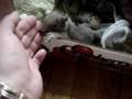 6 Very Cute Baby Squirrels - 6 Veverite