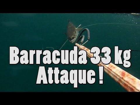 vidéos chasse sous marine hd - Vidéo d'un barracuda de 33 Kg qui attaque le chasseur en chasse sous-marine après avoir été tiré. Vidéo de chasse sous-marine réalisée avec une caméra embarq...