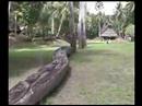 Papouasie-Nouvelle-Guinee (PNG-5) (XI)