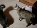 Tasha video