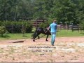 Friesian Harness Horse Friesian Harness Horse
