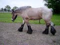 Hoefbevangen Mieke op 22 mei
