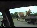 The Big Oasis Cow - Janesville Sucks