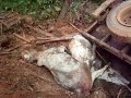 Acidente Caminh�o de Boi no Par� BR 163 Part1