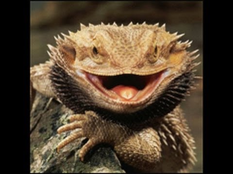 YouTube reptile video