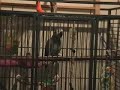 Tui Yabbering while in her cage
