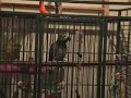 Tui Yabbering while in her cage