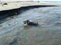 今日は由比ケ浜から材木座まで散歩に行きました。途中の滑川を当然の様に泳いで渡るヒカリです