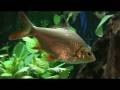 My second planted tropical fish tank part 2
