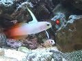 Yasha Goby Yasha Goby