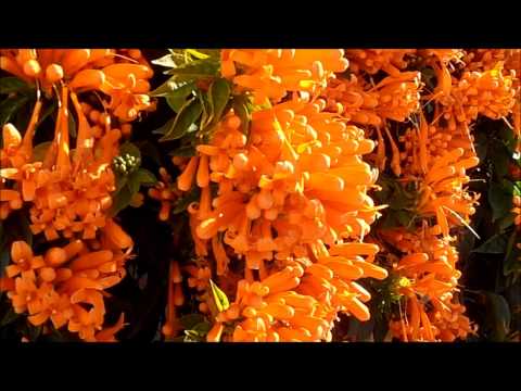 how to grow pyrostegia venusta