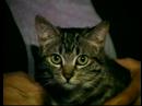 Lucy the Tabby Cat Lucy the Tabby Cat