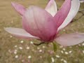 Japanese Magnolias--incredible purple blossoms in spring Japanese Magnolias--incredible purple blossoms in spring