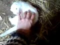 Frettchen Frettchen