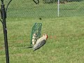cats-watching-a-squirrel-eating-suet.html