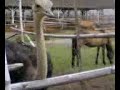 with ostrich