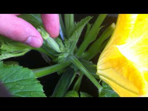 how to train zucchini to climb