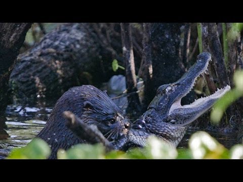 OTTER