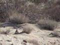 kit fox are dumb?