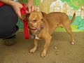 Tyson A3936660