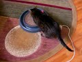 we have modified our home for the comfort of our cats! they have a kittyview (cat solarium), tunnels, scratching posts, toys and more! the cat (katz) house has been designed for the cats!  see some of our modifications, additions, toys and devices for the kings and queens of the house!