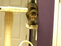 we have modified our home for the comfort of our cats! they have a kittyview (cat solarium), tunnels, scratching posts, toys and more! the cat (katz) house has been designed for the cats!  see some of our modifications, additions, toys and devices for the kings and queens of the house!