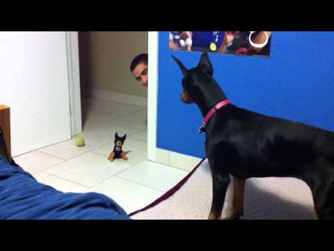 Funny Scared Doberman and Stuffed Toy