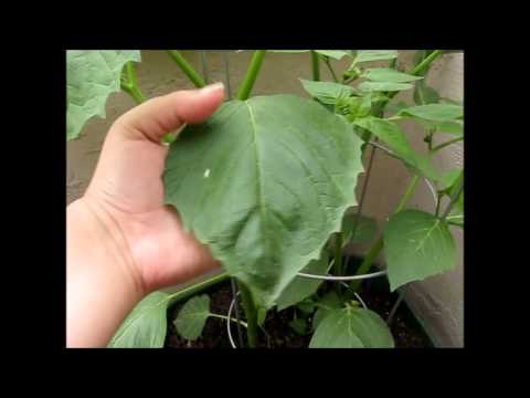 how to transplant native plants