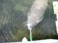 videos de Manatee drinking water from the hose behind my house
