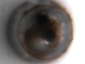 Unhatched P. fridmani egg