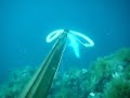 pêche d\ pêche d\