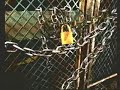 Bio Hazard 3 Knife Clear 08