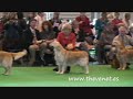 Crufts 2008 Golden Veteran Bitch-