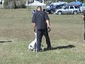 bulldog obedience video 1.mpg bulldog obedience video 1.mpg
